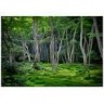 Фотообои MANTIBURI №109 Fabulous Forest 400*280