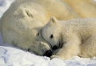 Фотообои KOMAR 184*127cm 1-605 Polar Bears NG