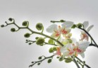 Фотообои KOMAR 184*127cm 1-608 Orchidee