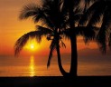 Фотообои KOMAR 368*254cm 8-255 Palmy Beach Sunrise