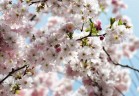 Фотообои KOMAR 368*254cm 8-507 Spring (8 частей)