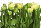 Фотообои KOMAR 368*254cm 8-900 Tulips (8 частей)