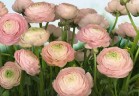 Фотообои KOMAR 368*254cm 8-894 Gentle Rose (8 частей)